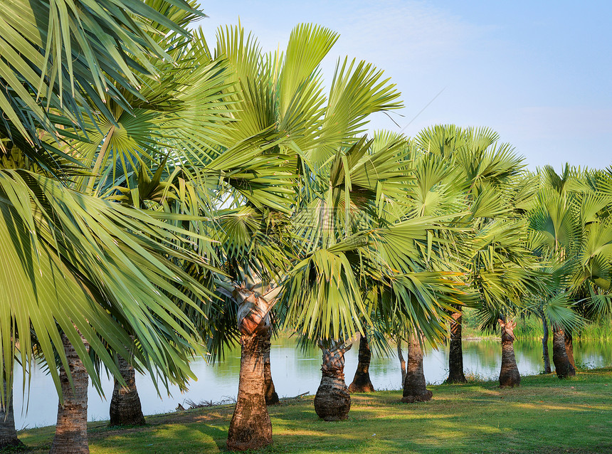 在河边排成一的树木棕榈园图片