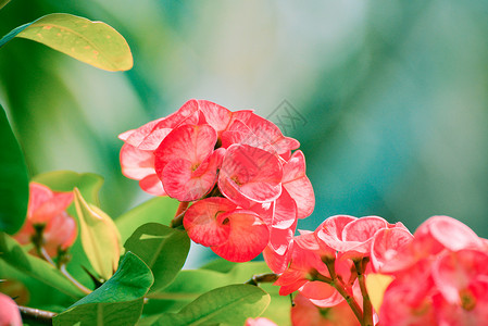 花朵在园中开Euphorbia毫升高清图片