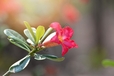 花朵奥贝苏姆高清图片