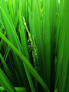 在稻田里青耳闭近绿稻图片