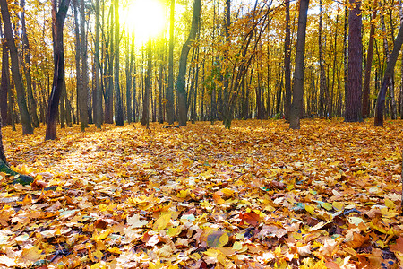 秋林绿树和黄落叶秋季风景聚焦于前图片