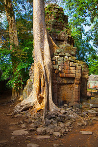 柬埔寨吴哥瓦古城墙上的根树高清图片