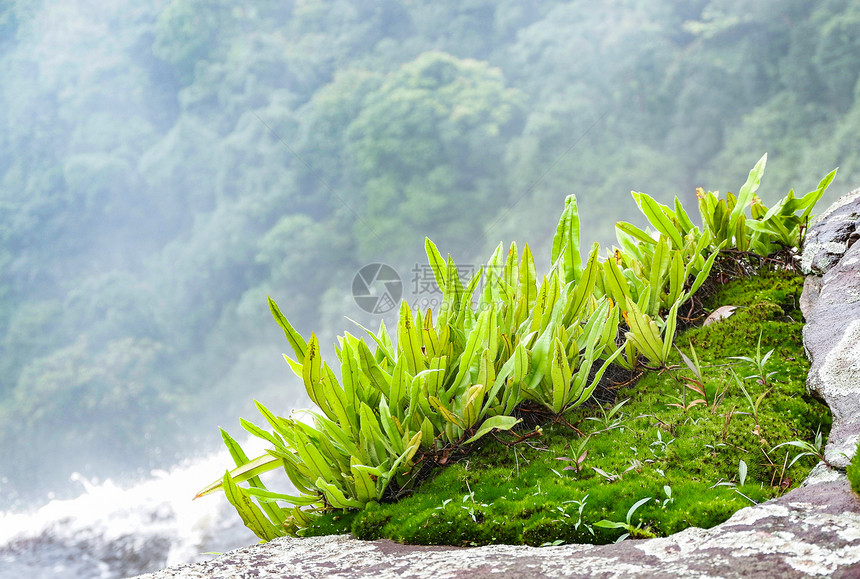 生长在悬崖高瀑布流和森林树底岩石上的苔生长绿色植物图片