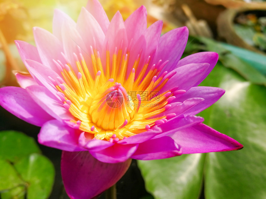 紫水百合花在莲池中开清晨阳光照耀图片