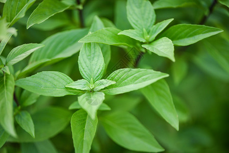 自然背景亚洲茶绿色树叶背景图片