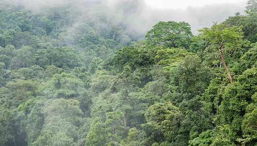 雨后雾的热带雨林顶端森风景中的绿树高清图片
