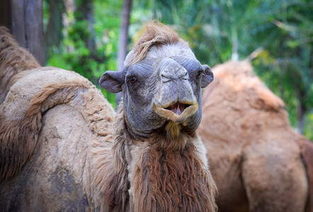 公园卡美卢斯山地的农场野养骆驼图片