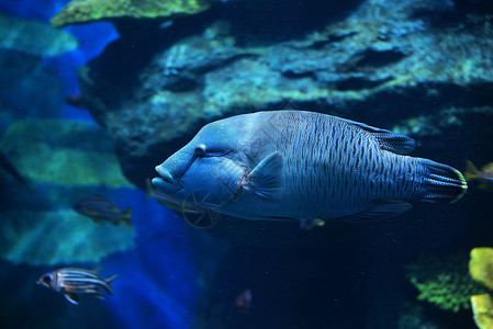鱼拿破仑在海底洋生物中游泳背景图片