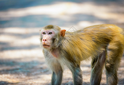 亚洲猴子在公园自然上行走图片
