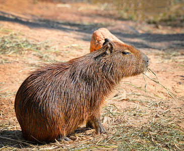 公园的Capybara水下图片