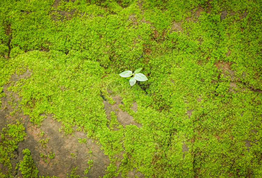 种植在自然森林绿苔的岩石上生长小型植物图片