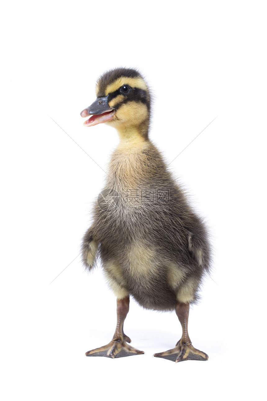 可爱的新生小毛鸭一只年轻的子被白种背景隔离图片