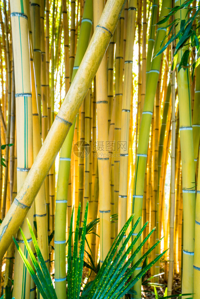 竹林天然背景竹植物图片