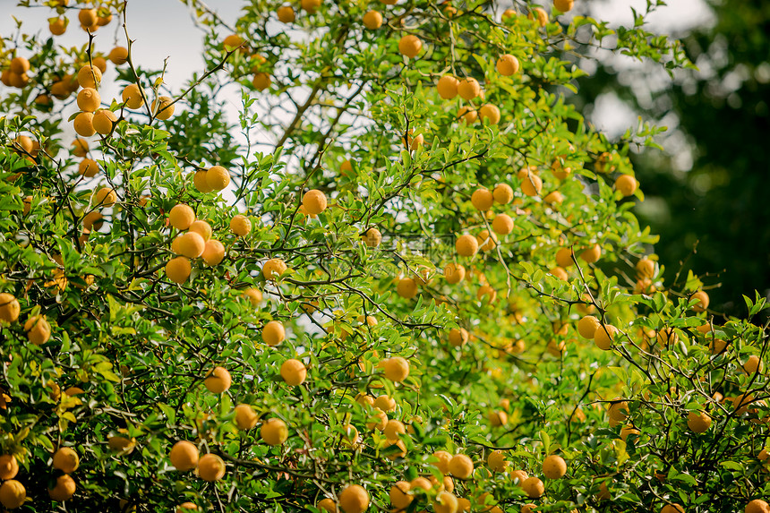 一棵树橙植物上新鲜橙子图片