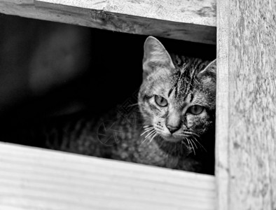 猫悲伤的动物忧郁亚洲猫在窗上外看着面等待主人图片