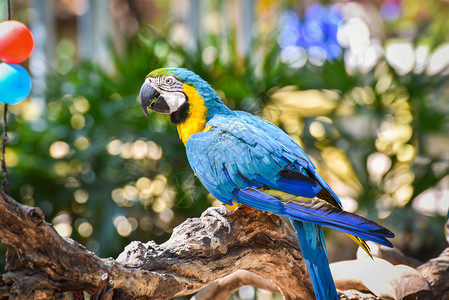树枝上的麦考鸟鹦鹉以自然绿背景黄翼和蓝马awaraararauna背景图片