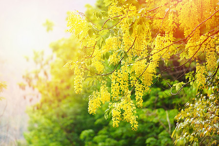 夏季金色淋浴树卡西亚瘘管病图片