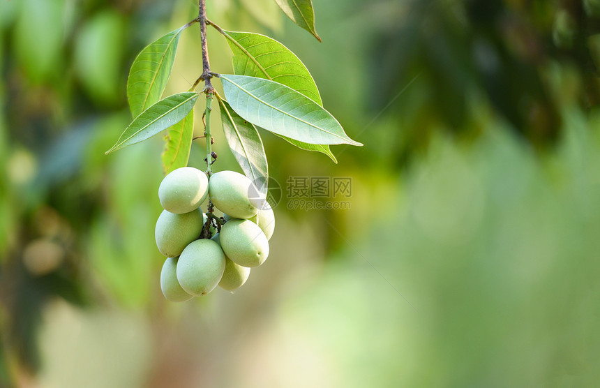 夏季树上热带梅芒果青绿色的甜美马莲梅花果图图片