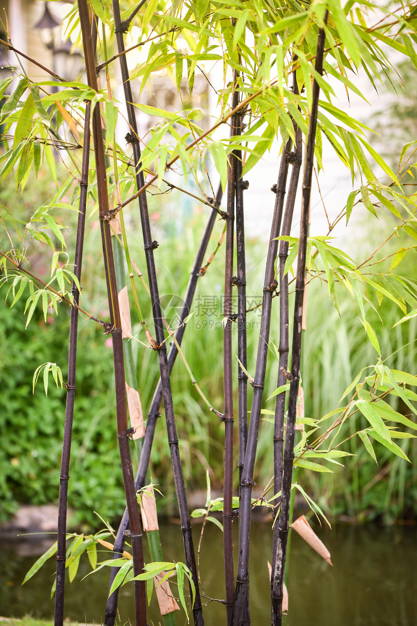 在花园公中自然种植的黑竹树图片