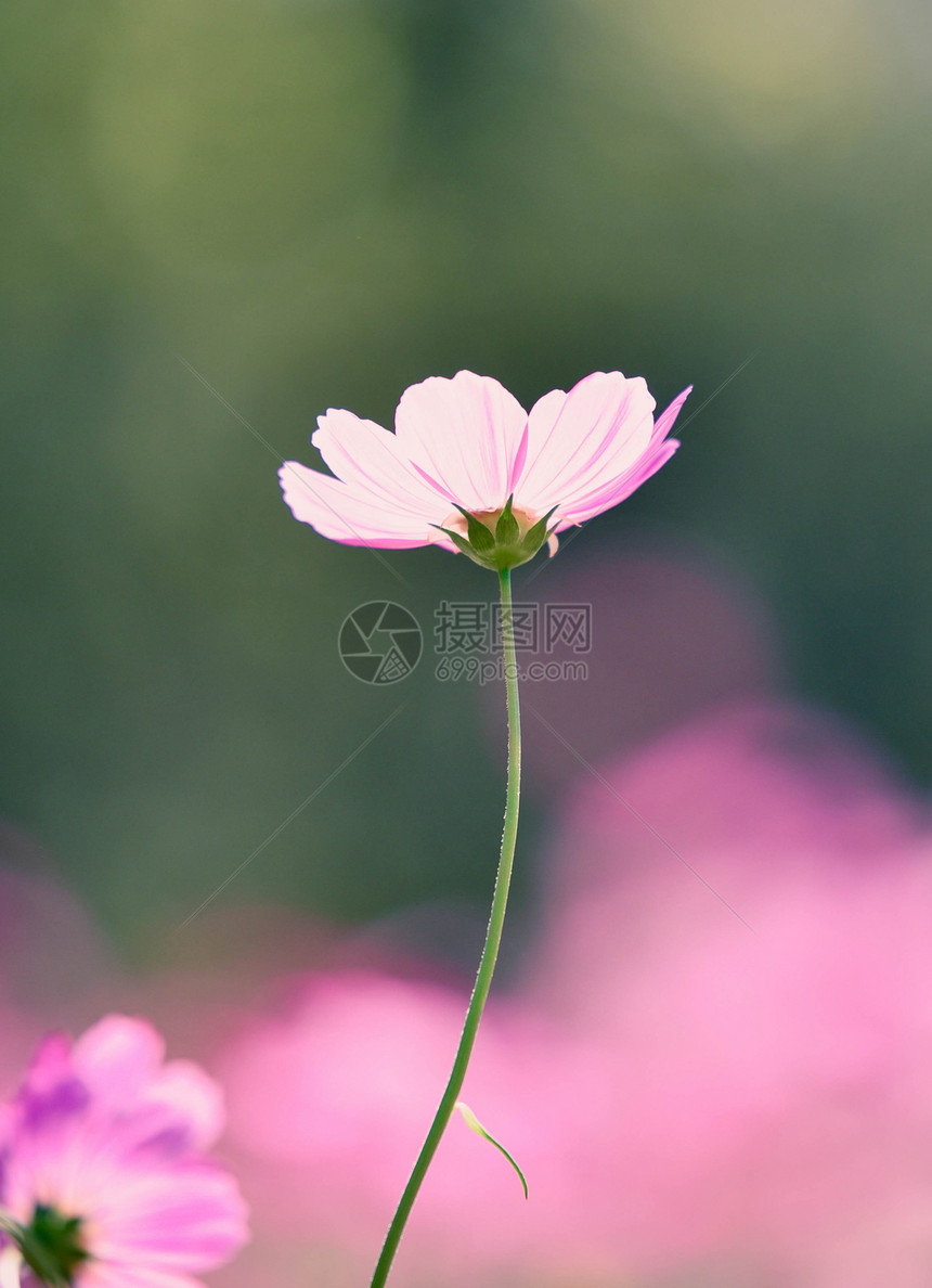 春花朵在园多彩的田野背景中开花图片