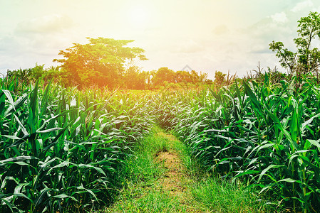 种植作物的玉米农业绿田图片