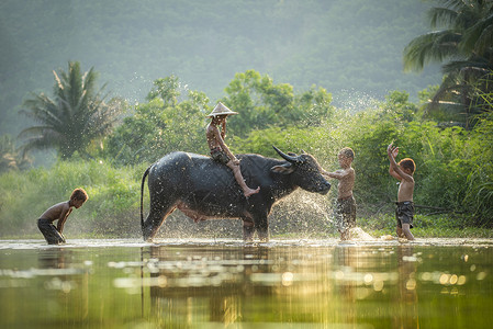 亚洲在河水牛上的儿童男孩朋友欢乐地玩耍在河上淋浴动物水牛图片
