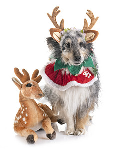 雪特兰牧羊犬和在白色背景面前的圣诞节图片
