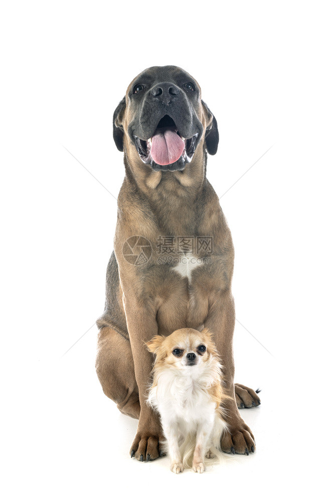 白色背景面前的意大利小狗和吉华花图片