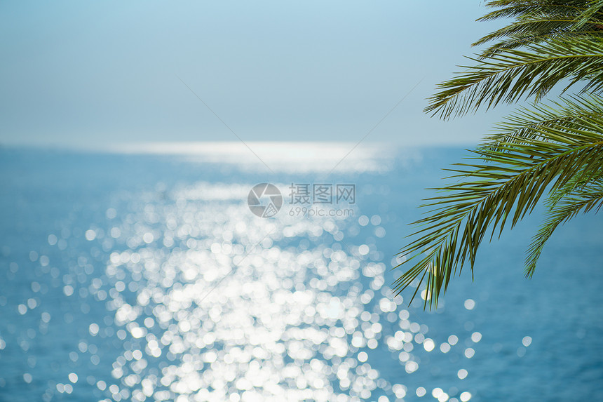 热带海滩上的绿色棕榈叶图片