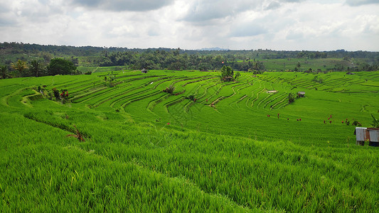 印度尼西亚巴厘的Jatiluwih稻田水梯背景图片