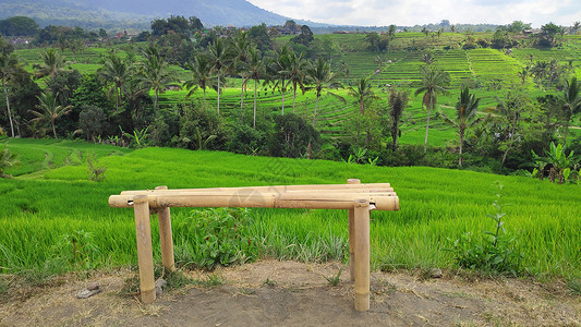 木林装饰长椅就在绿稻田边图片