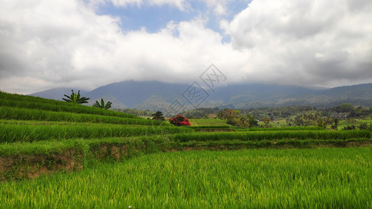 印度尼西亚巴厘的Jatiluwih稻田水梯背景图片