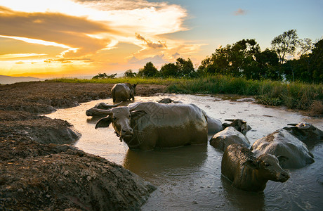 泥池中的露天水牛用来让山日落背景的动物放松图片