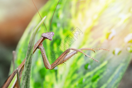 螳螂绿色绿叶自然背景有趣的昆虫背景