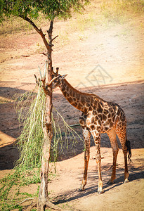 年轻非洲长颈鹿在夏日树上吃叶图片