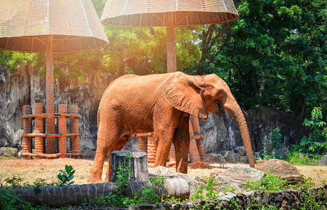 亚洲大象泰国皮肤上泥土的大象生活在野动物保护区的农场上图片