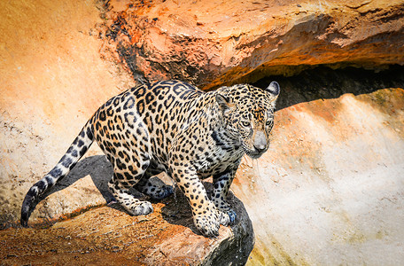 肛门镜坐在岩石上寻找食物的美丽洲豹背景