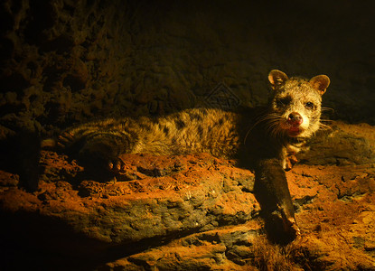 深夜躺在洞穴中的岩石上非洲Civetictictis基因猫图片