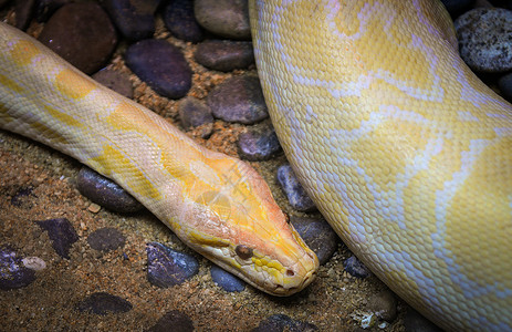 黄色的蛇金皮松黄蛇躺在地上阿尔比诺背景