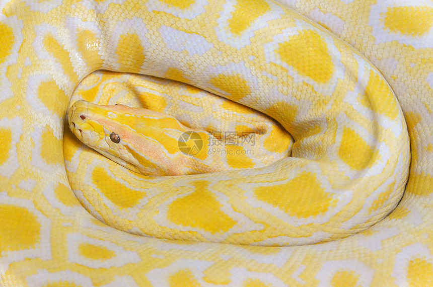 Goldenpython黄色蛇躺着纹身背景Albino缅甸图片