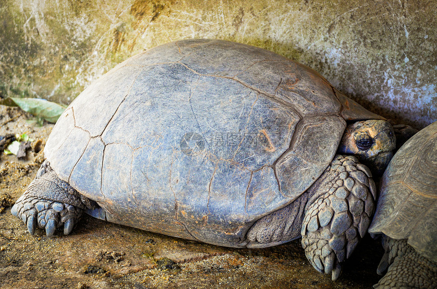 位于热带岛屿加拉帕戈斯巨龟野生物保护区的乌龟图片