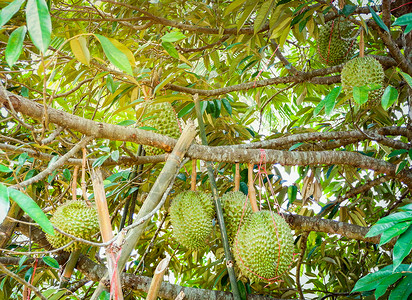 在果园丁树苗上种植新鲜的durian热带新果实高清图片