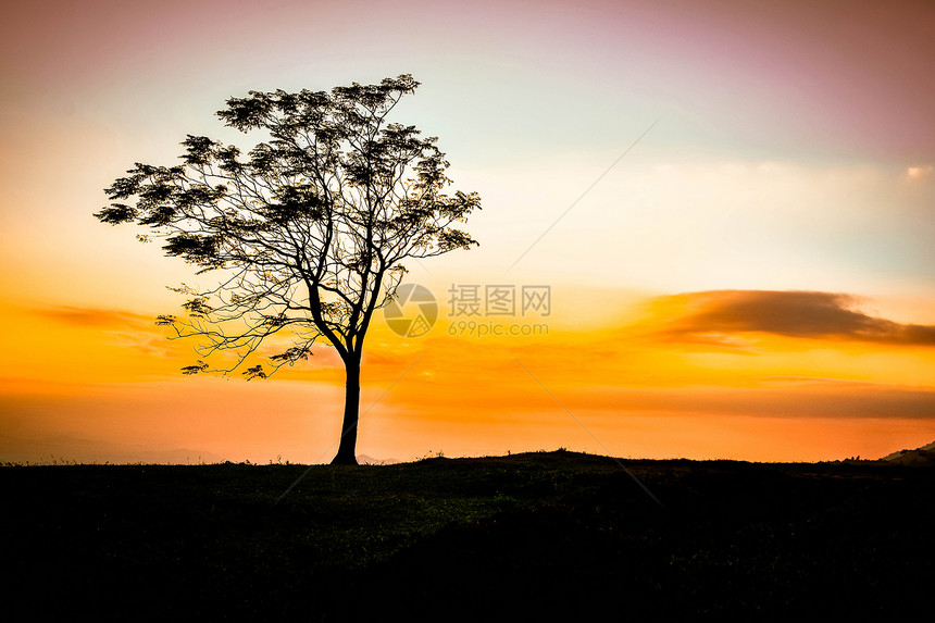 一棵树在山上美丽的日落独自站立银色树黄的天空背景图片