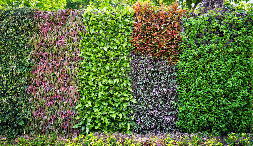 生态绿色植物背景型式自然壁状绿色叶子在花园中生长的朵种类繁多美丽的花园图片
