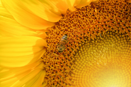 向日葵与昆虫蜜蜂关在春花园粉上图片