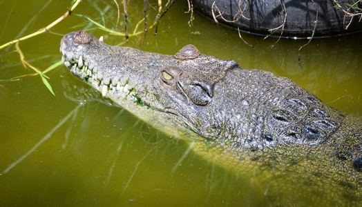 漂浮在自然水河上的鳄鱼高清图片