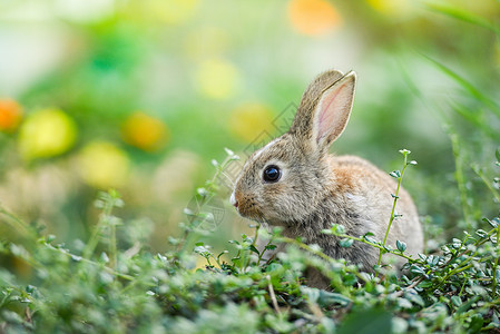 绿兔子坐在绿田野上的可爱兔子春草复活节兔子捕猎青草和户外花朵的东蛋背景