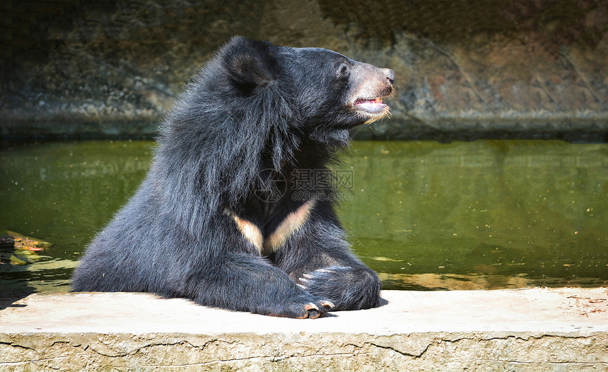 夏日亚洲黑熊在水池里放松图片