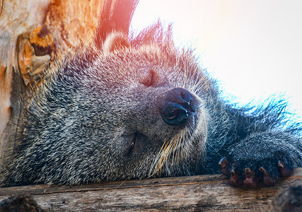 熊猫或北极人宾图龙在夏日躺木上睡觉放松高清图片
