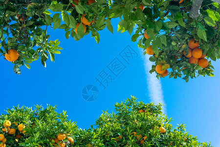 柑橘树子背景图片